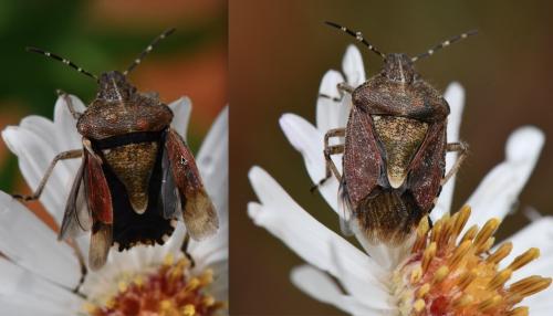 Dolycoris baccarum